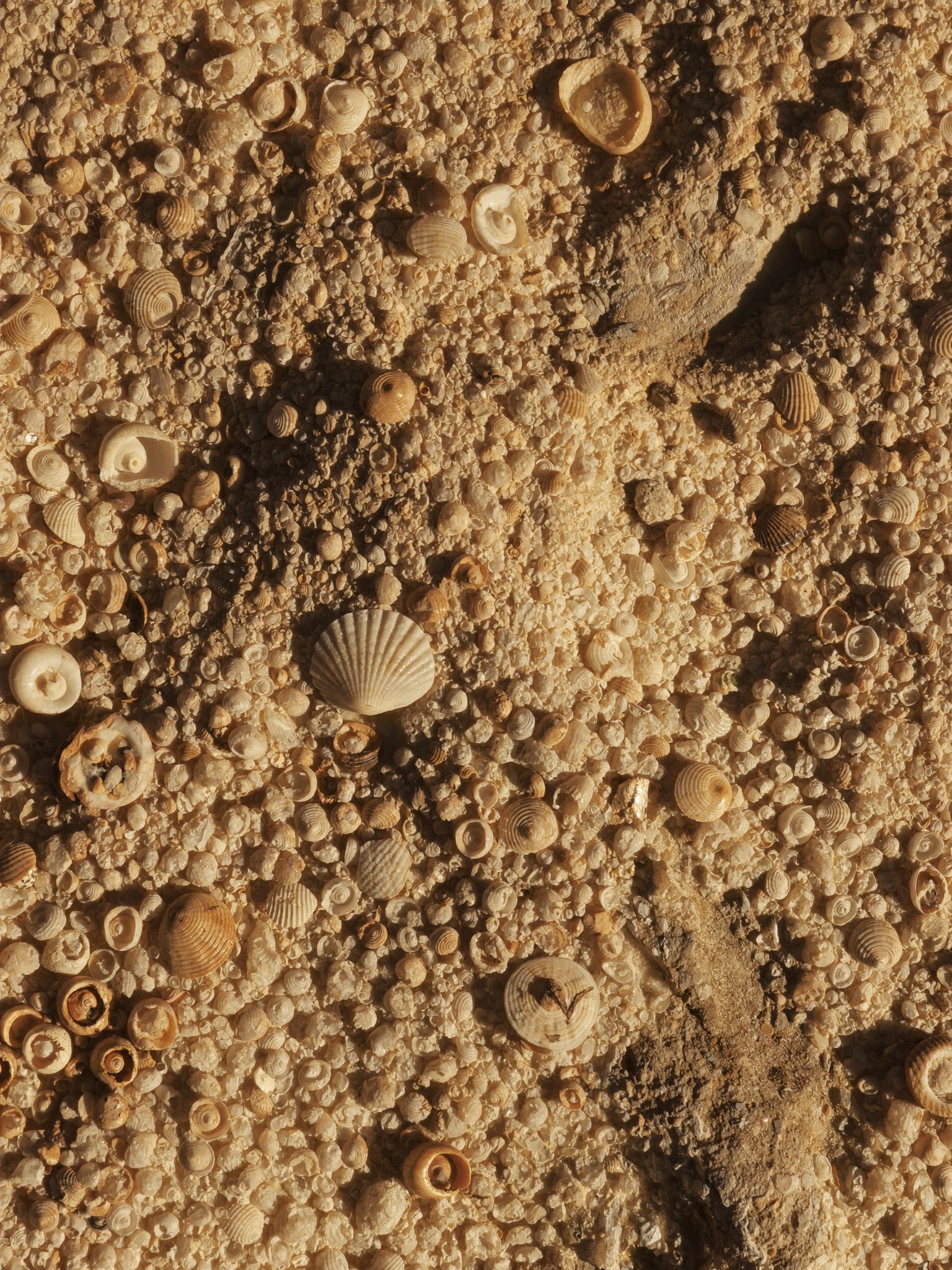 Coquina stone — thousands of small shells pressed into soft limestone